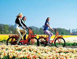 荷兰郁金香花园
