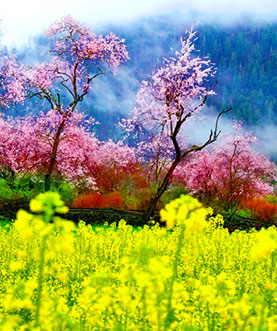 林芝桃花节