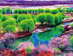 林芝桃花节