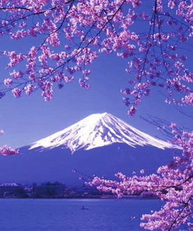 日本樱花