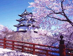 日本樱花
